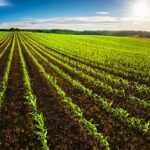 Agriculture,Shot:,Rows,Of,Young,Corn,Plants,Growing,On,A